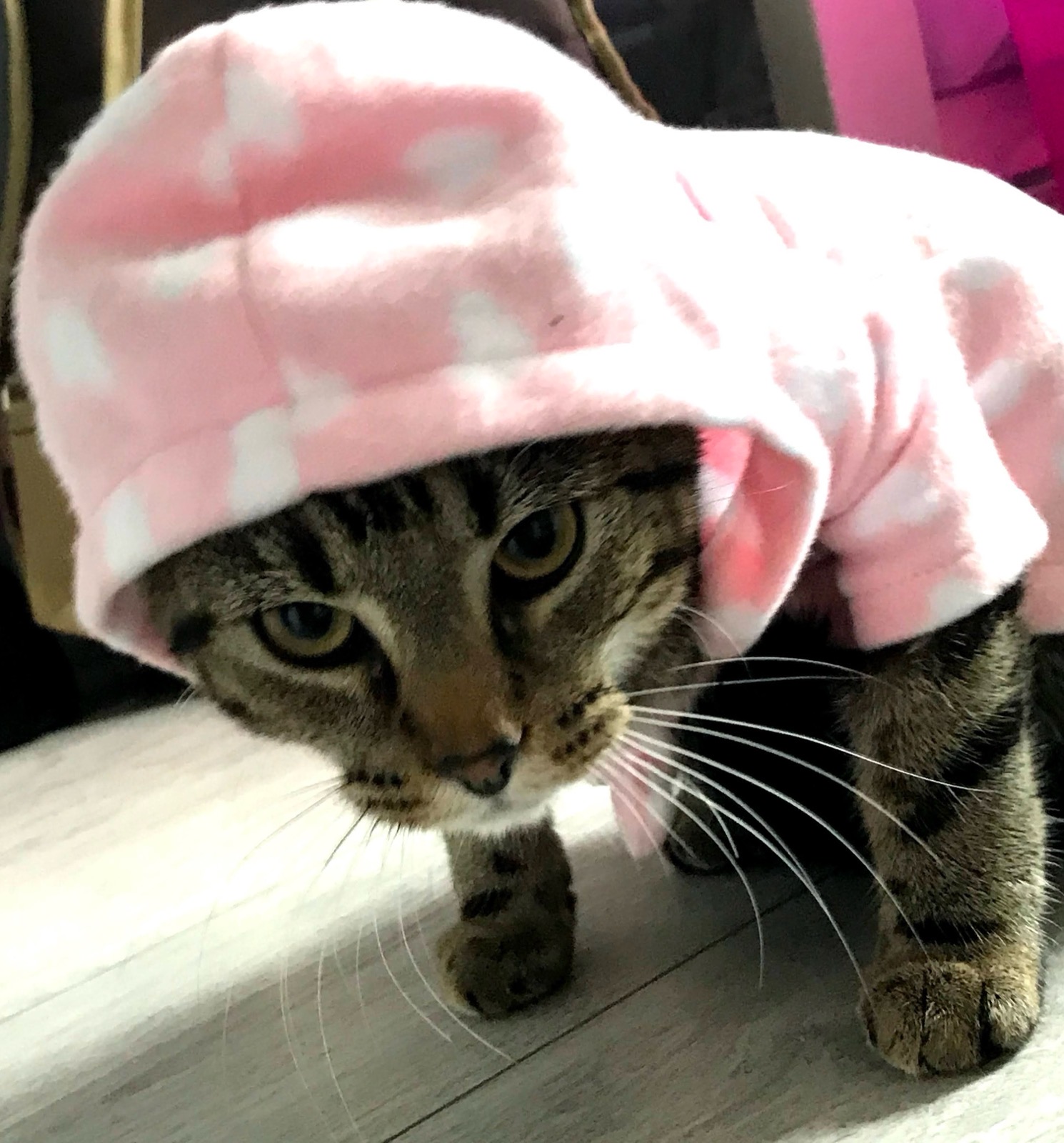 Cute Cat With Hoody